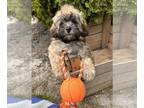 ShihPoo PUPPY FOR SALE ADN-795455 - Newton