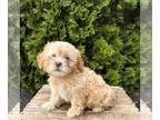 ShihPoo PUPPY FOR SALE ADN-795458 - Nico
