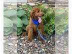 Goldendoodle-Poodle (Standard) Mix PUPPY FOR SALE ADN-795462 - Red f1b