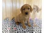 Labrador Retriever PUPPY FOR SALE ADN-795465 - AKC Red Lab Puppies