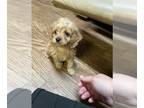 Cockapoo PUPPY FOR SALE ADN-795466 - Red Hood