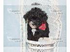 Poodle (Toy) PUPPY FOR SALE ADN-795467 - AKC TCUP BISCUIT