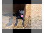 Cane Corso PUPPY FOR SALE ADN-795468 - 6 month old cane corso pups