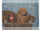 Poodle (Toy) PUPPY FOR SALE ADN-795472 - AKC FULL REGISTRATION ACE