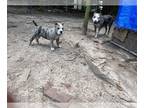 American Staffordshire Terrier-English Bulldog Mix PUPPY FOR SALE ADN-795476 -