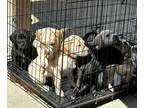 Golden Labrador PUPPY FOR SALE ADN-795482 - Puppies Lab Golden Pyrenees Mix