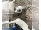 Great Pyrenees PUPPY FOR SALE ADN-795488 - Great Pyrenees