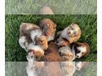 Australian Shepherd PUPPY FOR SALE ADN-795501 - Australian Shepherd Puppies For