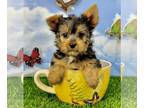 Morkie PUPPY FOR SALE ADN-795505 - Lil Lydia