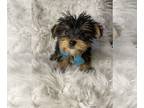 Yorkshire Terrier PUPPY FOR SALE ADN-795508 - Little bobby