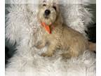 Poodle (Toy)-West Highland White Terrier Mix PUPPY FOR SALE ADN-795514 -