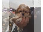 ShihPoo PUPPY FOR SALE ADN-795521 - Shihpoo puppy