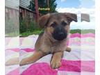 German Shepherd Dog PUPPY FOR SALE ADN-795532 - Dixie
