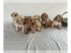Labrador Retriever PUPPY FOR SALE ADN-795537 - Labrador Rettrievers for Sale