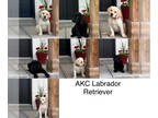 Labrador Retriever PUPPY FOR SALE ADN-795545 - AKC Lab Puppies