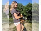 Rottweiler PUPPY FOR SALE ADN-795547 - Green collar male