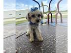 Poodle (Miniature) Mix PUPPY FOR SALE ADN-795555 - HITMAN IS A YORKIEPOO