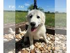 Great Pyrenees PUPPY FOR SALE ADN-795558 - Great Pyrenees puppies