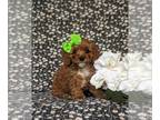 Poodle (Toy) PUPPY FOR SALE ADN-795562 - ACA Registered Toy Poodle Puppy