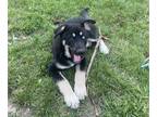 German Shepherd Dog-Siberian Husky Mix PUPPY FOR SALE ADN-795563 - 11 week old