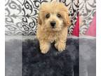 Pom-A-Poo PUPPY FOR SALE ADN-795574 - Girl pomapoo puppy