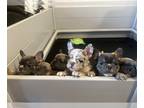 French Bulldog PUPPY FOR SALE ADN-795575 - Frenchie Puppies Ready for Home