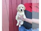 Golden Retriever PUPPY FOR SALE ADN-795581 - Golden Retriever puppies purebred