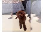 Poodle (Toy) PUPPY FOR SALE ADN-795592 - Toy Red male poodle
