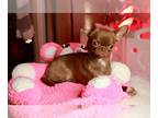 Chihuahua PUPPY FOR SALE ADN-795610 - Tiny Chihuahua boy Chocolate Coat