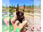 Chihuahua PUPPY FOR SALE ADN-795611 - Charming rare dark chocolate color