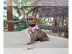 Chihuahua PUPPY FOR SALE ADN-795612 - Adorable Tiny Chihuahua girl short