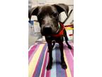 Adopt Jolene a Mixed Breed