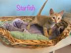 Adopt Starfish a Domestic Short Hair