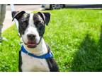 Adopt Delilah a Pit Bull Terrier, Mixed Breed