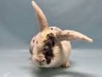 Adopt Charlotte a Bunny Rabbit