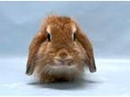 Adopt Lynx a Mini Lop, Bunny Rabbit