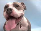 Adopt Zona a Pit Bull Terrier, Mixed Breed