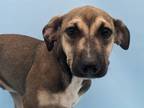 Adopt Tiny a Black Mouth Cur, Mixed Breed