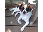Adopt Shelby a Papillon, Mixed Breed