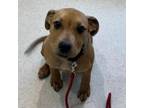 Adopt Red a Mixed Breed