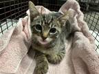Adopt NOODLE a Domestic Short Hair