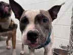 Adopt LILO a Pit Bull Terrier