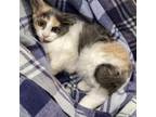 Adopt Piece of Cake 8170 a Domestic Medium Hair