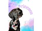 Adopt Princess the Sweet Family Dog a Weimaraner, Pit Bull Terrier