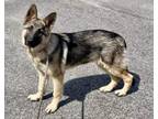 Adopt Adele a German Shepherd Dog, Mixed Breed