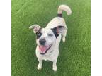 Adopt Stella a Jack Russell Terrier