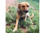 Adopt Monica a Mixed Breed