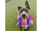Adopt Aqua a American Staffordshire Terrier