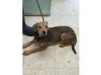 Adopt Lainey - Stray Hold a Terrier, Mixed Breed