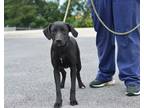 Adopt Harper - Adoptable a Labrador Retriever, Mixed Breed